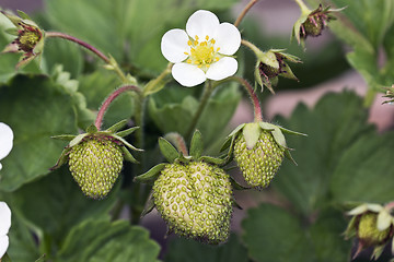 Image showing Ripening strawberries