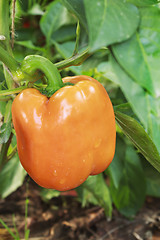 Image showing Plant of growing yellow pepper