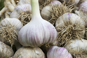 Image showing A pile of ripe garlic closeup