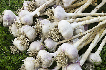 Image showing A pile of ripe garlic