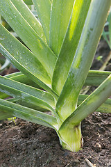 Image showing Leek grows of vegetable garden