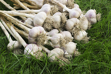 Image showing A pile of ripe garlic