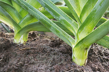 Image showing Leek grows of vegetable garden