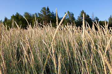 Image showing Tall Fescue (Festuca arundinacea)