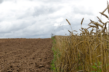 Image showing ripe wheats harvest plowed agricultural field soil 