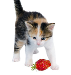 Image showing gay kitten cat stand red strawberry isolated white 