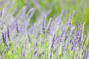 Image showing blooming lavender