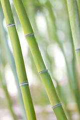 Image showing bamboo shoots