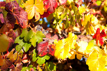 Image showing autumn leaves