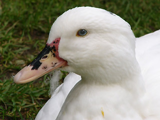Image showing Cute White Duck