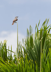 Image showing Grey Kingbird (Tyrannus dominicensis)