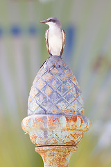 Image showing Grey Kingbird (Tyrannus dominicensis)