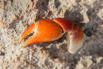 Image showing Claw of crab, broken
