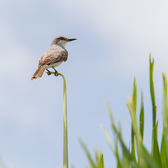 Image showing Grey Kingbird (Tyrannus dominicensis)