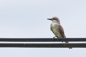 Image showing Grey Kingbird (Tyrannus dominicensis)