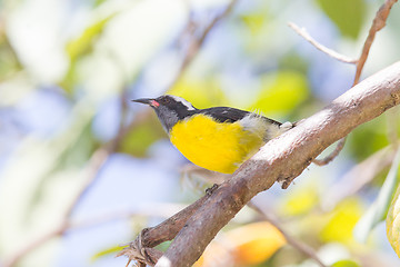 Image showing Bananaquit (Coereba flaveola bonariensis)