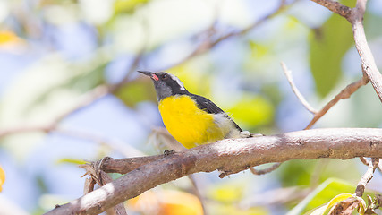 Image showing Bananaquit (Coereba flaveola bonariensis)