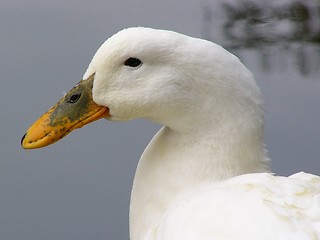 Image showing Snow White Duck