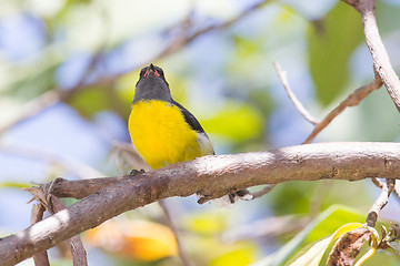 Image showing Bananaquit (Coereba flaveola bonariensis)