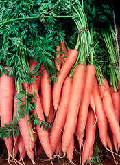 Image showing Fresh carrots in a pile