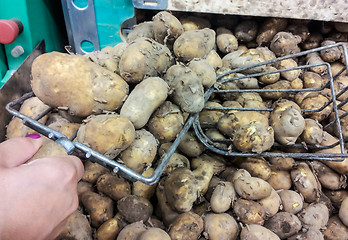 Image showing Person picking potatoes