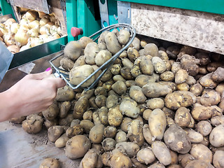 Image showing Person picking potatoes
