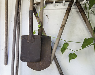 Image showing Vintage spades and plant