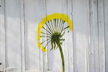 Image showing walls painted yellow dandelion clock flower spring 