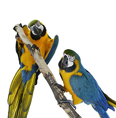 Image showing Blue Macaw Parrots 