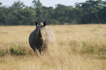 Image showing Rhino staring