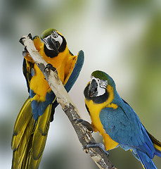 Image showing Blue Macaw Parrots