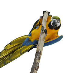 Image showing Blue And Gold Macaw