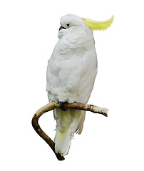 Image showing Yellow-Crested Cockatoo