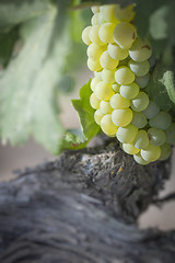 Image showing Lush White Grape Bushels Vineyard in The Morning Sun