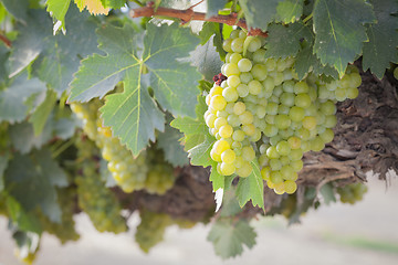 Image showing Lush White Grape Bushels Vineyard in The Morning Sun