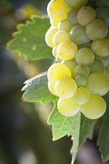 Image showing Lush White Grape Bushels Vineyard in The Morning Sun