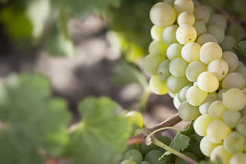 Image showing Lush White Grape Bushels Vineyard in The Morning Sun