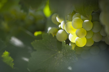 Image showing Lush White Grape Bushels Vineyard in The Morning Sun