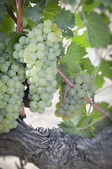 Image showing Lush White Grape Bushels Vineyard in The Morning Sun