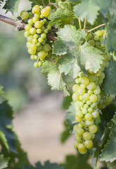 Image showing Lush White Grape Bushels Vineyard in The Morning Sun