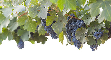 Image showing Beautiful Lush Grape Bushels and Vines on White