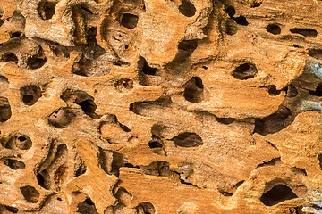 Image showing wood surface with termite holes