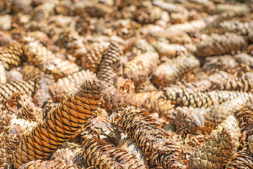 Image showing spruce cones of a barefoot track