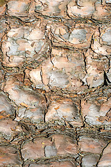 Image showing bark