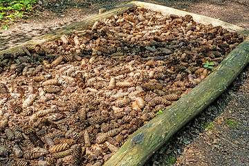 Image showing spruce cones of a barefoot track