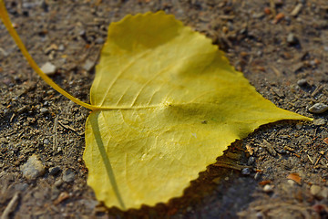 Image showing leaf of a poplar 