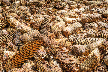 Image showing spruce cones of a barefoot track