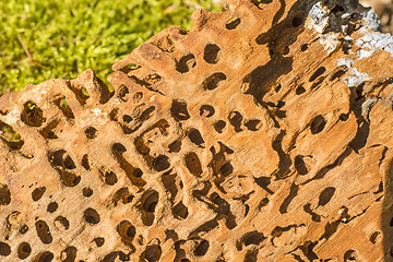 Image showing wood surface with termite holes