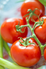 Image showing vine tomatoes