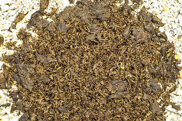 Image showing Horse dung